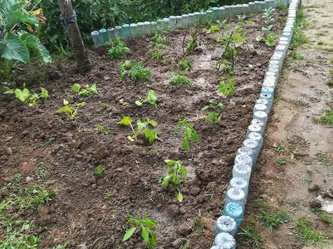 Canteiro de plantas hortícolas recebidas na troca de papel por plantas.